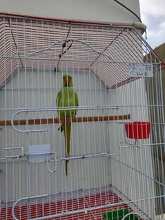 ringneck for sale with cage
