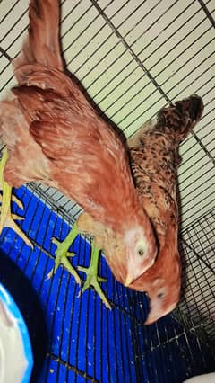 Almost 4 months old 2 female chicks for sale