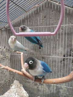 3 lovebirds just in