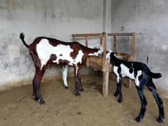 dasi