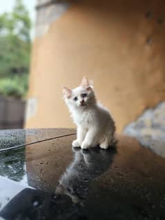 persian blue eyes kitten