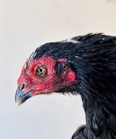 Thai+vietnam Chicks imported blood line Best quality birds Homebreed