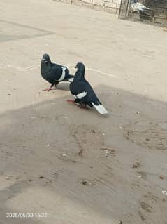 indian pure kaly katlay brider pair
