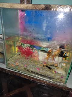 Aquarium