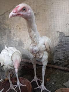 aseel | heera aseel | white aseel | aseel chicks | paper white aseel
