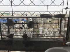 Finches