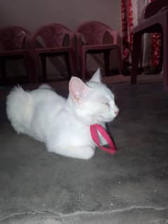 catss