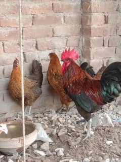 Healthy hen available