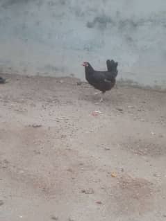 Dasi Hens