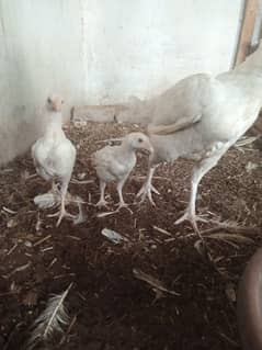 white heraa