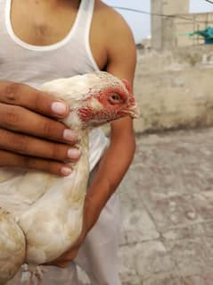Heera female/Shamo | Parrot beak| Thai