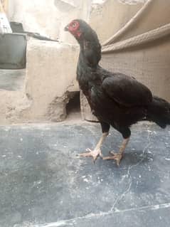 2 aseel Madian for sale