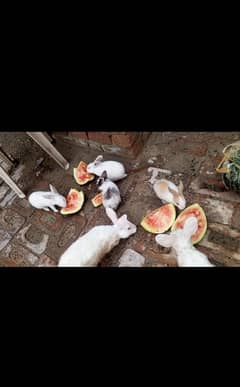 Rabbit Babies for sale