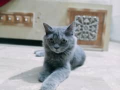 Male persian cat up for sale