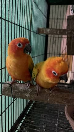 sunconure
