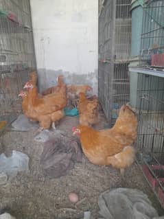 golden heavy females