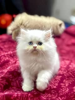 Persian