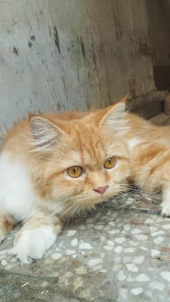 persian Cat  Female tripple Coat.