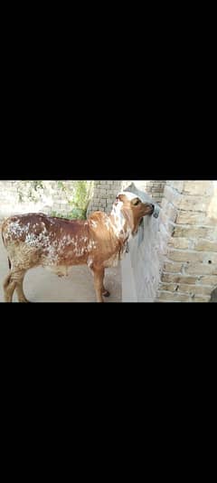 Bachra