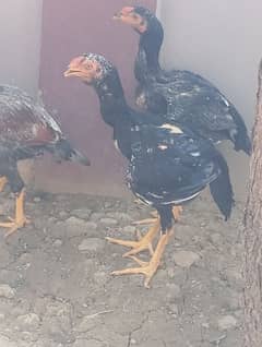 High quality long hight qandahari bloodline