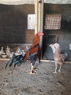 aseel pair murgha murghi