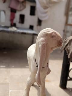 gulabi bakri