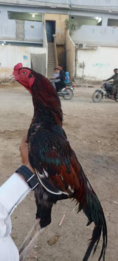 aseel bird