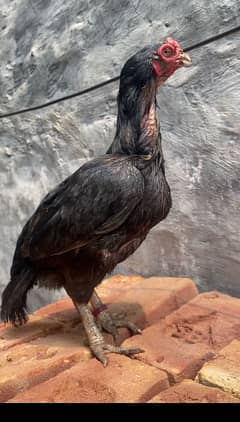 Reza Old Bloodline Aseel Female