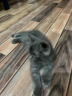 2 month old kittens Male/Female Triple coated
