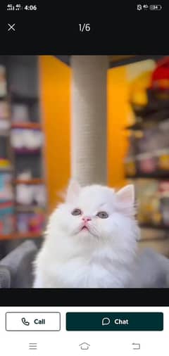 Persian