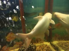 white albino red eyes shark