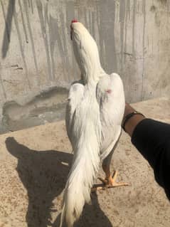 Hera pair and hera chicks