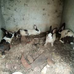Rabbits babys 1 pices 600
