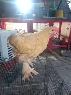 Golden Heavy Buff Trio 0323-6612330