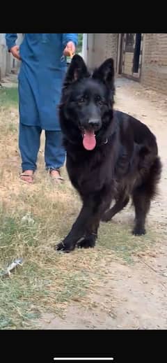 Black german shepherd female