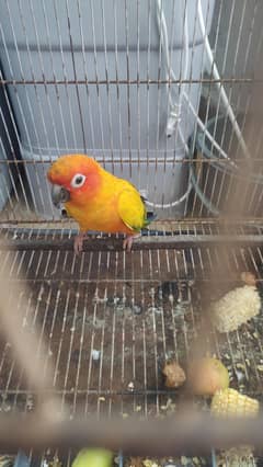 hand tamed sun conure