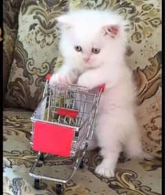 Persian