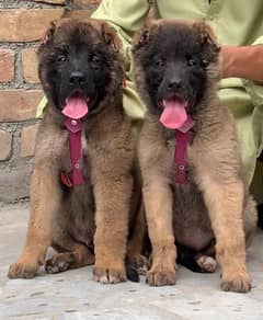 king Kurdish kangal pair dabal hadi Havey bone security dogs for sale