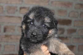 Long coat puppies for sale