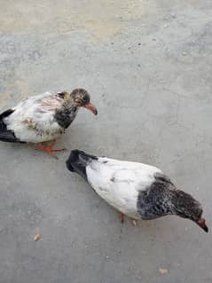 free baby pigeon