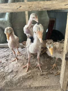 SHAMMO CROOS CHICKS FOR SALE