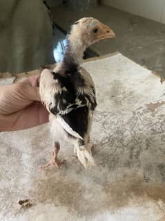 SHAMMO CROOS CHICKS FOR SALE