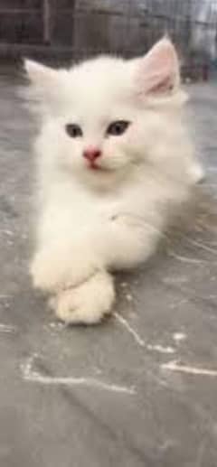 Persian cat for sale