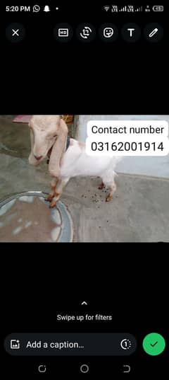 pure bakra white and cream colour
