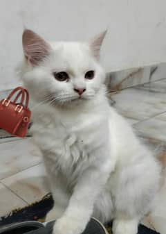 Persian cat white