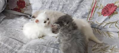 Cat Baby