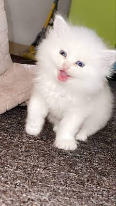Persian cat My WhatsApp No 03038430702