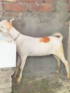 Teddy bacha