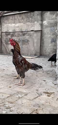 2 pathay lakhy salaty 3500 ka aik