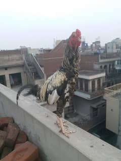 urgent sale (03262196697)  contact me